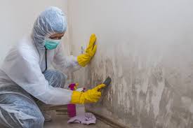 Best Mold Damage Restoration in Castle Rock, WA